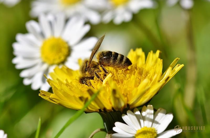 6 mẹo hay giúp bạn đuổi ong ra khỏi nhà đơn giản lại an toàn