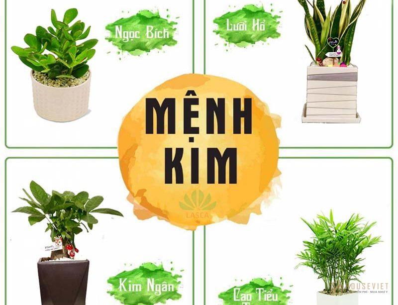 Mệnh Kim trồng cây gì trước của nhà