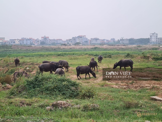 Dự án khu đô thị Kim Chung – Di Trạch từng bị 