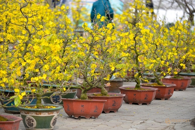 Cách trang trí cây mai ngày Tết mang lại tài lộc 6