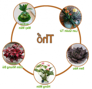 Cây mệnh Mộc là cây gì?  Những vấn đề cần lưu ý đối với người mệnh Thổ khi trồng cây