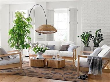 Phòng khách nên trồng và đặt cây phong thủy như thế nào cho người tuổi Tý?