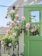 Mẹ khéo léo biến sân thượng thành khu vườn bốn mùa khiến cả xóm khen ngợi không ngớt