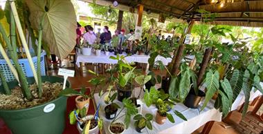 Thú vui độc lạ của giới nhà giàu Việt: Mua một chiếc lá trăm triệu, thuê bảo mẫu chỉ để chăm vẹt.