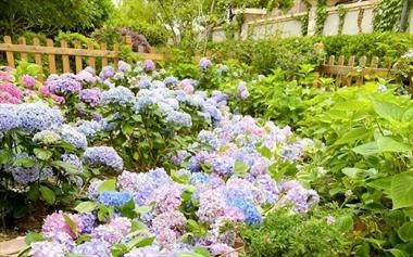 Khu vườn cổ tích của hai bà cháu được bao quanh bởi những bông hoa cẩm tú cầu khoe sắc khiến ai cũng mê