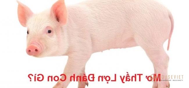 Giải Mã Chi Tiết Điềm Báo Khi Mơ Thấy Con Lợn, Con Heo T05/2022