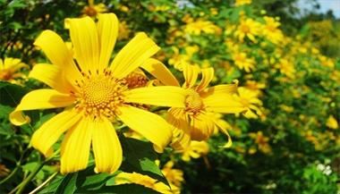 Hướng dẫn đi vườn hoa hướng dương quốc gia - Đi trọn một mùa hoa