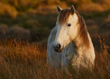 Tử vi 2022 tuổi Mậu Ngọ 1978 (Nam - Nữ mạng): Tổng quan về vận mệnh, công danh, sự nghiệp, sức khỏe và tình duyên.