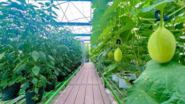 Nữ giám đốc đưa cả trang trại lên sân thượng rộng 250m2 với đủ loại cây trái, bốn mùa trĩu quả tươi tốt.
