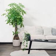 Cây phong thủy cho phòng khách và những vấn đề cần lưu ý