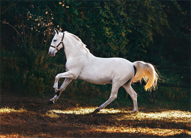 Hướng nhà hợp nhất với người sinh năm Nhâm Ngọ 2002 mang lại vượng khí.