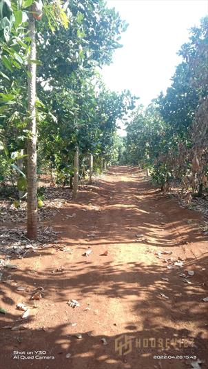 Bán 5 ha đất rẫy huyện La grai, Gia Lai. Giá rẻ