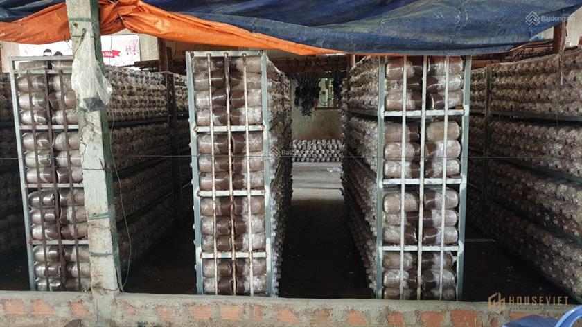 Bán trang trại nấm 33,7x84m ngay Plei Ku, Gia Lai. Gần trường học, chợ