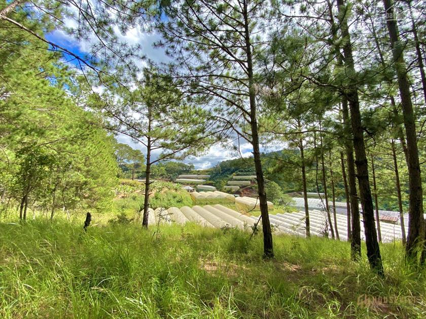 2.2 hecta đất đẹp tuyệt đỉnh làm farmstay - du lịch, sát đồi thông - suối lớn - Đa Quý - Xuân Thọ