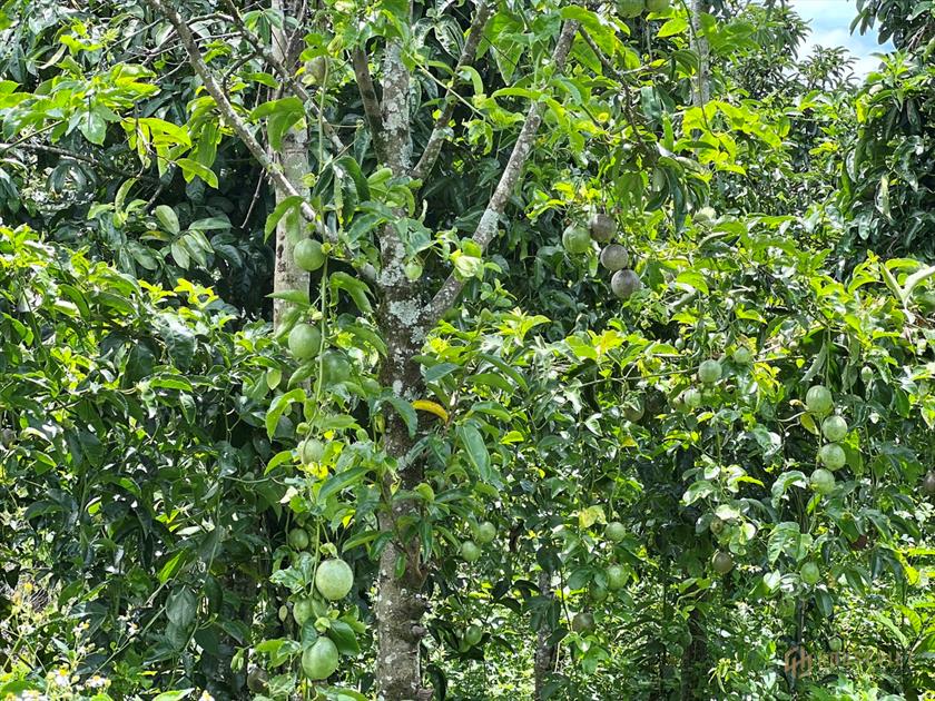Bán hơn 1 sào đất vườn đang trồng cây ăn trái giá chỉ 295 triệu TL