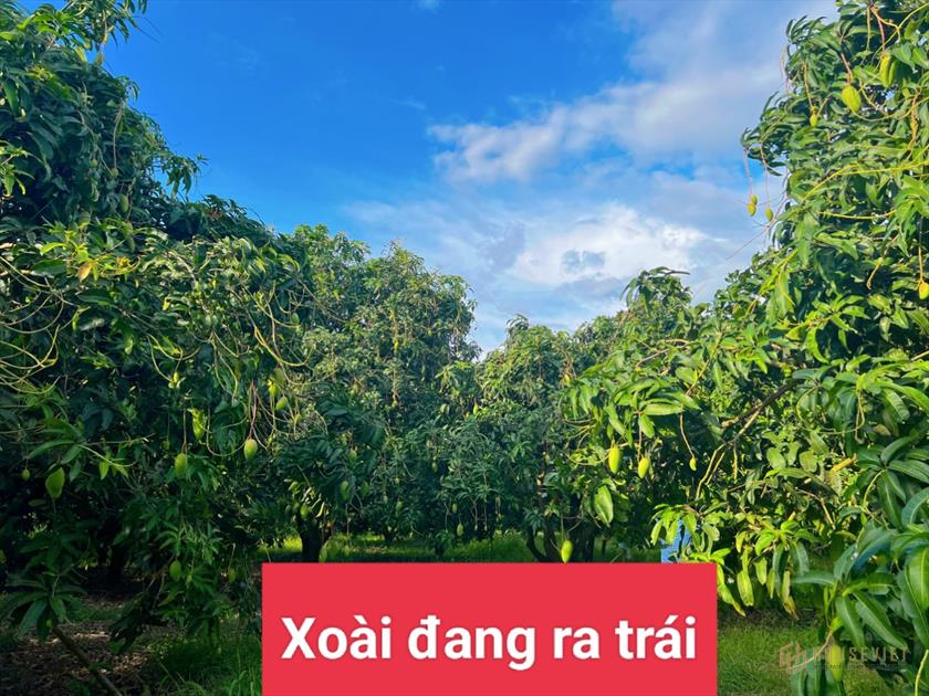 BÁN VƯỜN XOÀI CHUẨN BỊ THU HOẠCH Ở ĐỊNH QUÁN- ĐỒNG NAI, ĐẤT ONT