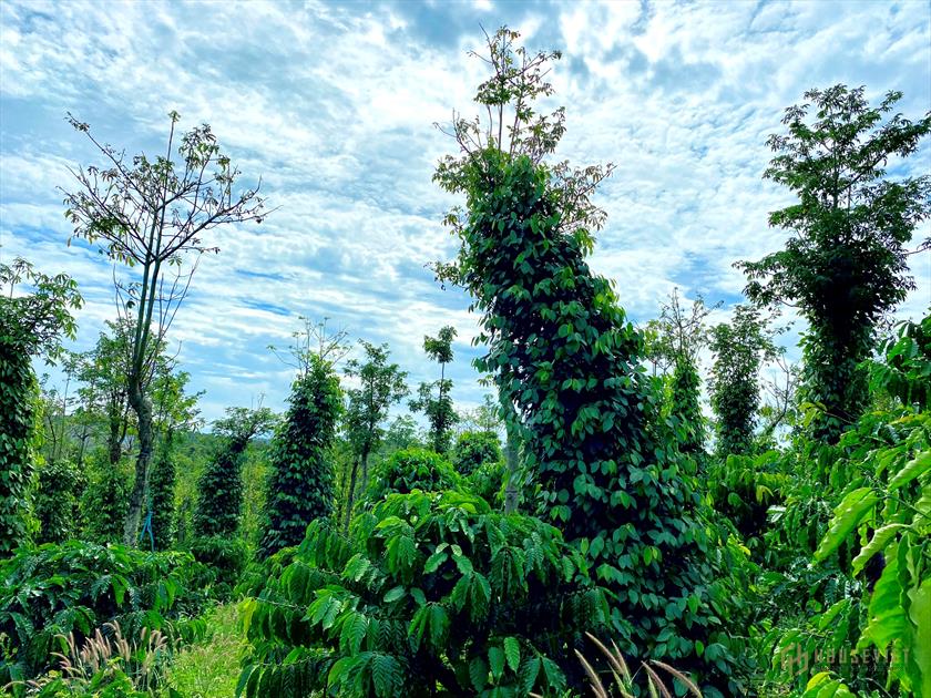 Gần chợ Nhân Cơ, bán rẻ lô đất chỉ 315 triệu - 1135m2, SHR