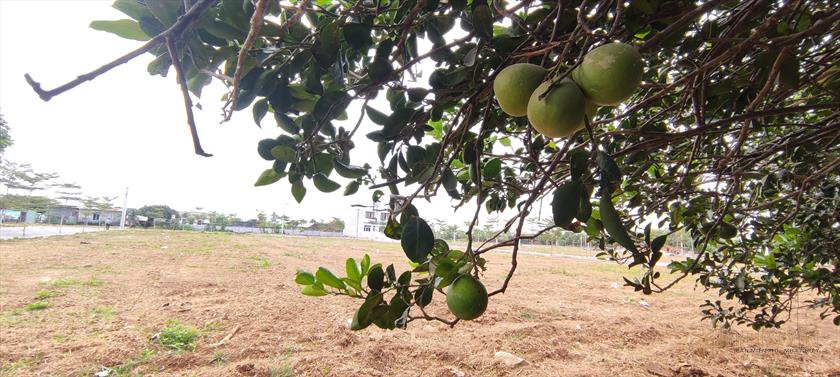 Đất KDC Làng Bưởi Tân Triều Gần Biên Hòa Giá 1,4tỷ full Thổ Cư